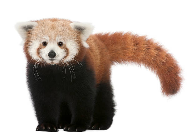 istock Young Red panda or Shining cat, Ailurus fulgens, white background. 111931975