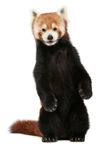 istock Old Red panda or Shining cat, Ailurus fulgens, white background. 111931979