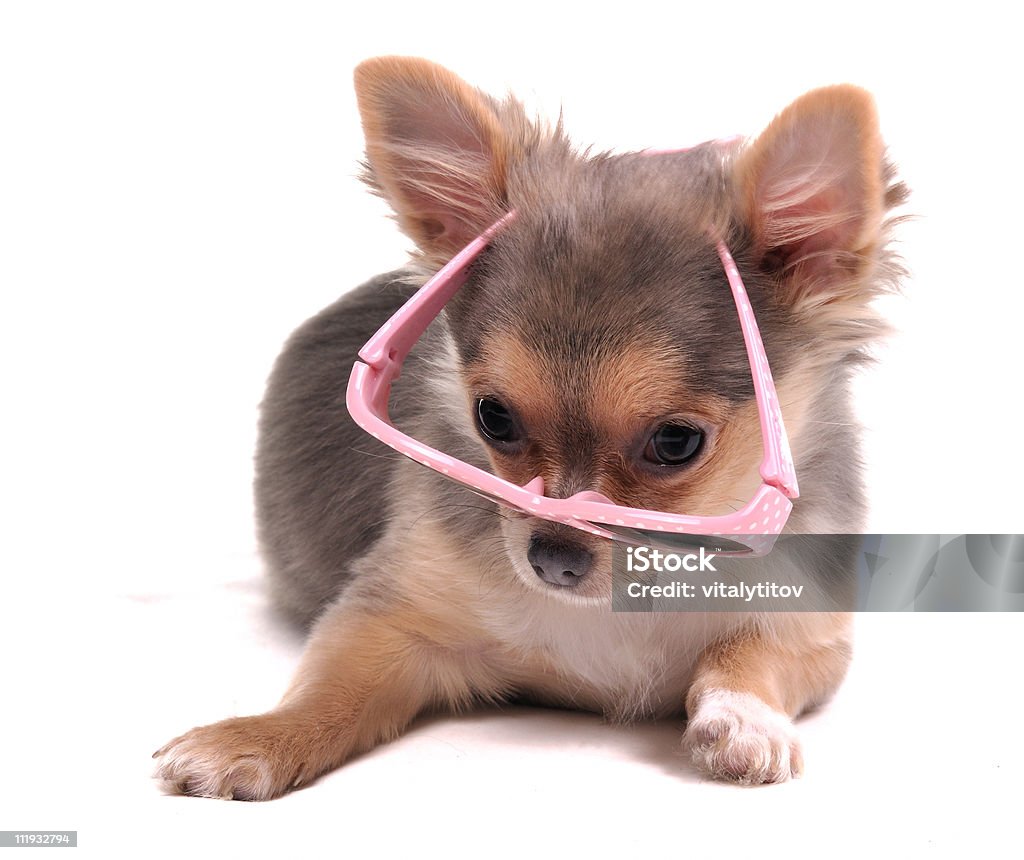 Clever guardando Chihuahua cucciolo con eleganti Occhiali rosa - Foto stock royalty-free di Allerta