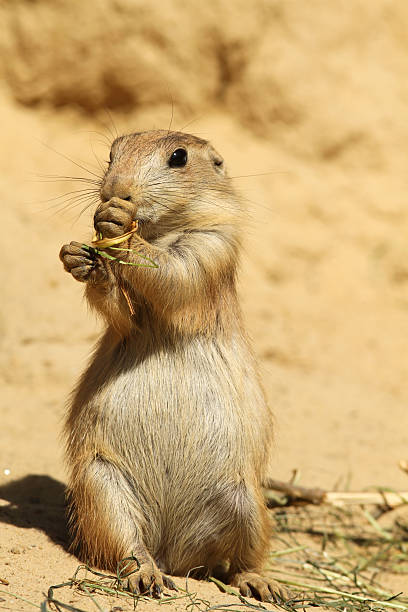 istock Baby prairie dog eating 111934065