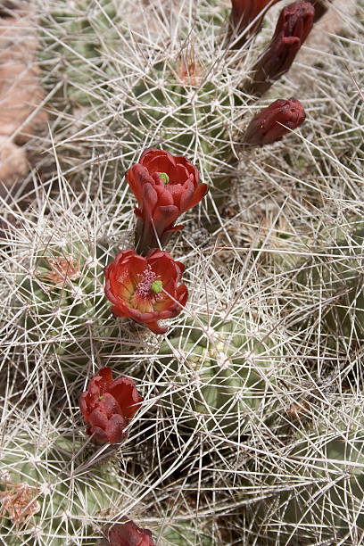 cactus à fleur rouge - claret cup photos et images de collection