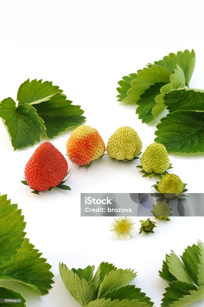 Fragola crescita isolato su bianco - Foto stock royalty-free di Fragola