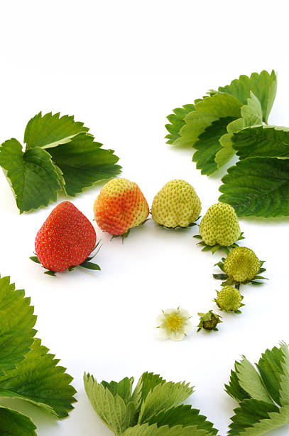 Strawberry growth isolated on white stock photo