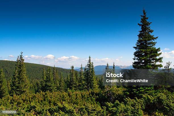 Montagne Di Abete Coperto Di Alberi - Fotografie stock e altre immagini di Ambientazione esterna - Ambientazione esterna, Blu, Cielo