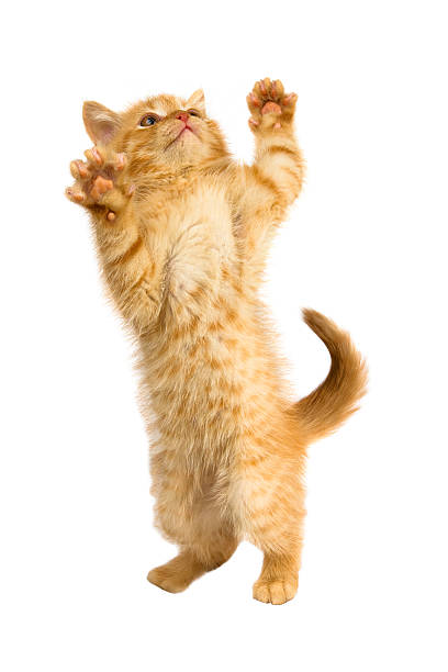 istock red kitty stands on her hind legs 111935717