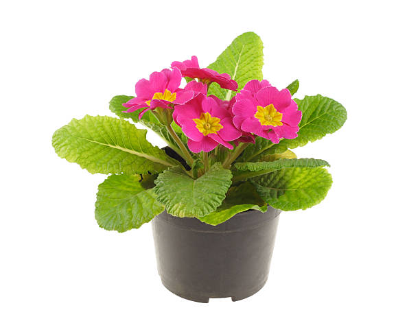 istock Seedling of pink primrose 111935933