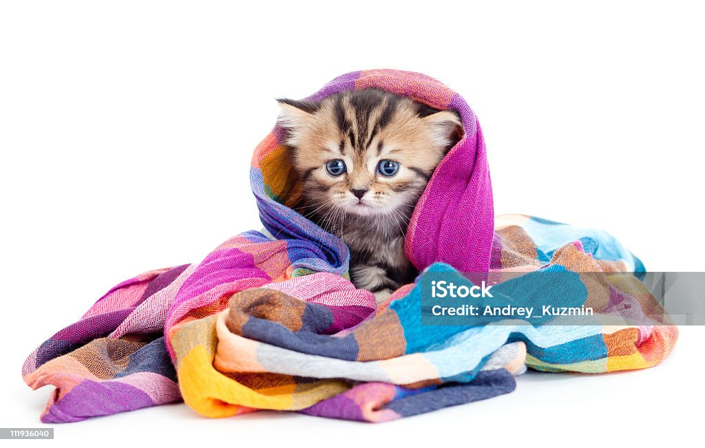 kitten pure breed striped british in colorful tippet or scarf  Cub Stock Photo