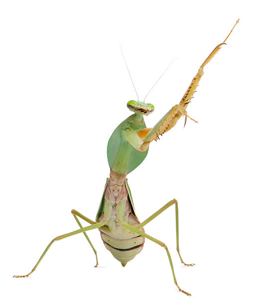 istock Front view of Female Praying Mantis, Rhombodera Basalis, white background. 111936613