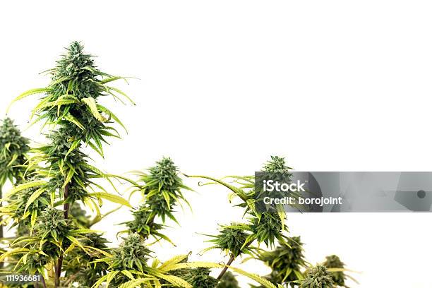 An Unharvested Marijuana Plant Stock Photo - Download Image Now - Cannabis Plant, Cut Out, Flower