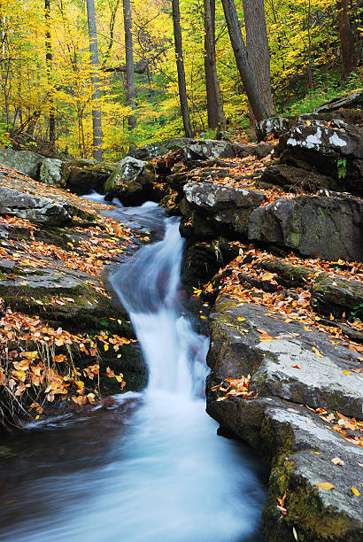 istock yellow maple trees with Autumn mountain creek 111937320