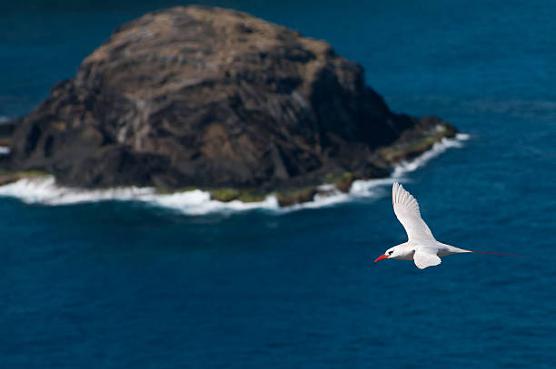 Red-tailed Tropicbird  red tailed tropicbird stock pictures, royalty-free photos & images