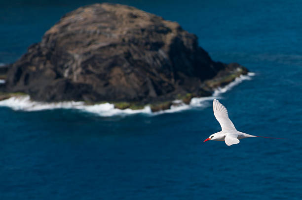 phaethon rubricauda - lord howe island - fotografias e filmes do acervo