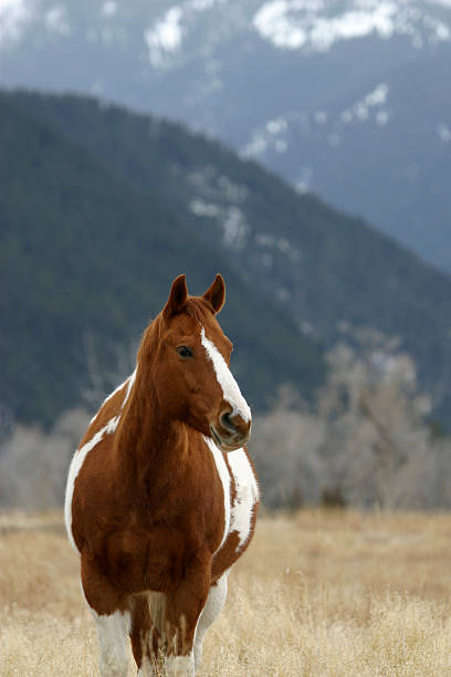 istock Montana stallion in pasture. 111938762