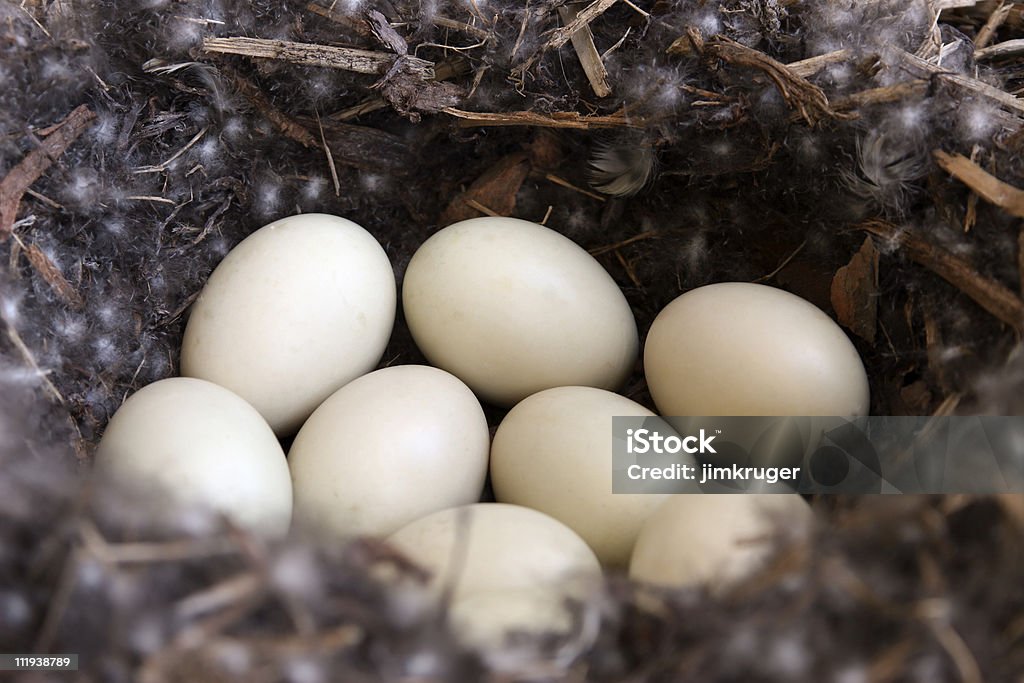 Mallard Ninho com ovos. - Royalty-free Pato-real Foto de stock