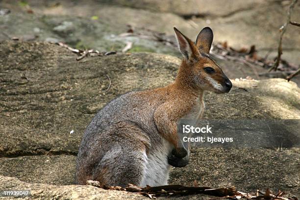 Kangurowatych - zdjęcia stockowe i więcej obrazów Australia - Australia, Dzikie zwierzęta, Fajny
