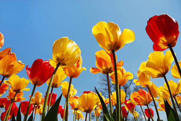istock Red and yellow spring tulips reaching up to sky 111939325