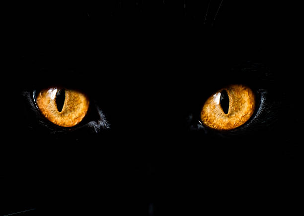 istock Close up of yellow eyes on black cat 111940275