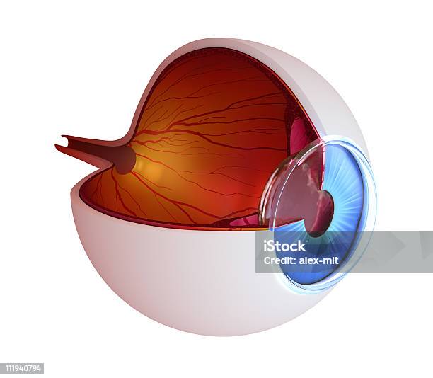 Анатомия Глазавнутренняя Структура — стоковые фотографии и другие картинки Трёхразмерный - Трёхразмерный, Анатомия, Глазное яблоко