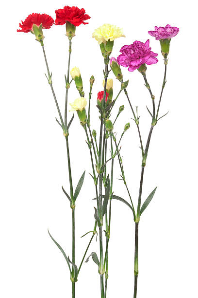 istock bouquet of carnations 111940844