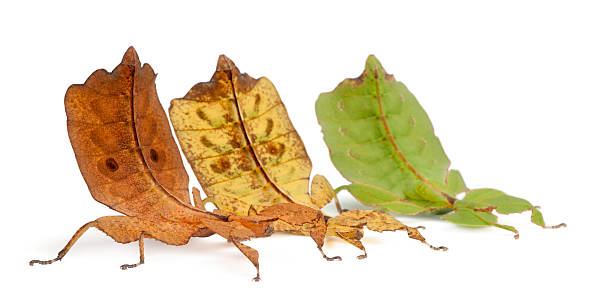 istock Side view of Phyllium Westwoodii, three leaf insects, white background. 111941086