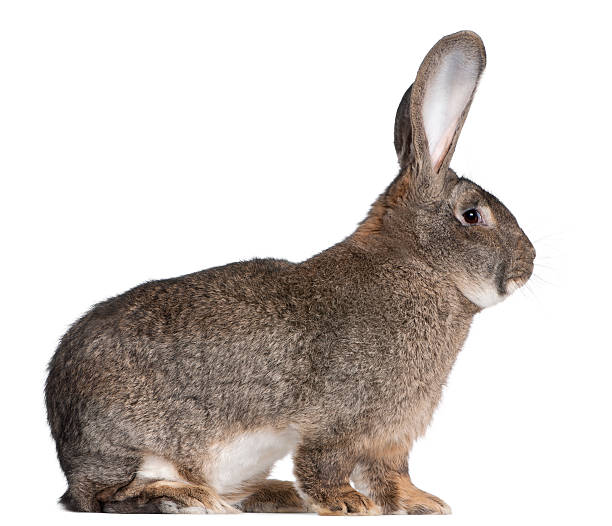 istock Side view of Flemish Giant rabbit, sitting, white background. 111941134