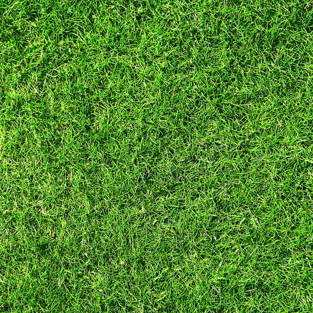istock A close up of freshly cut grass 111941155