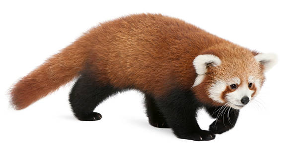 istock Young Red panda or Shining cat, Ailurus fulgens, white background. 111941164