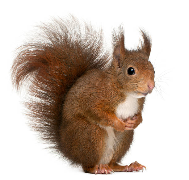 esquilo-vermelho-eurasiático, sciurus vulgaris, 4 anos velho, fundo branco. - red squirrel vulgaris animal - fotografias e filmes do acervo