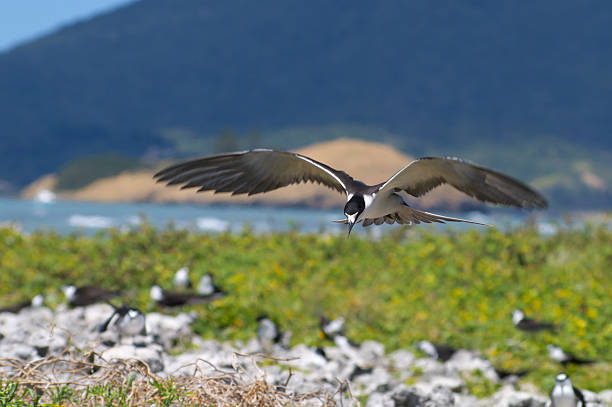 sooty крачка находится над nesting колония - sooty tern стоковые фото и изображения