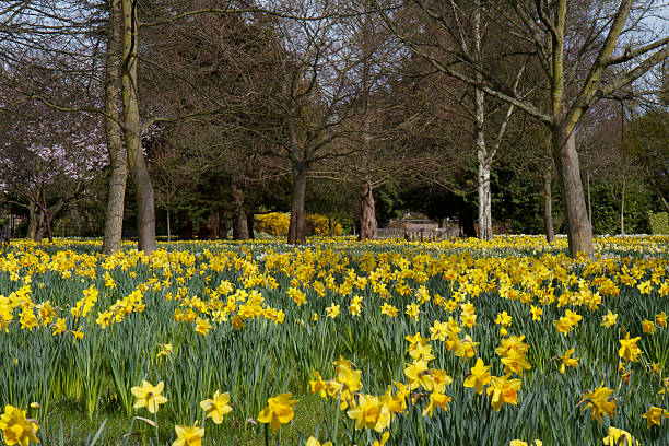 istock Carpet of Spring Daffodils in bloom 111943557