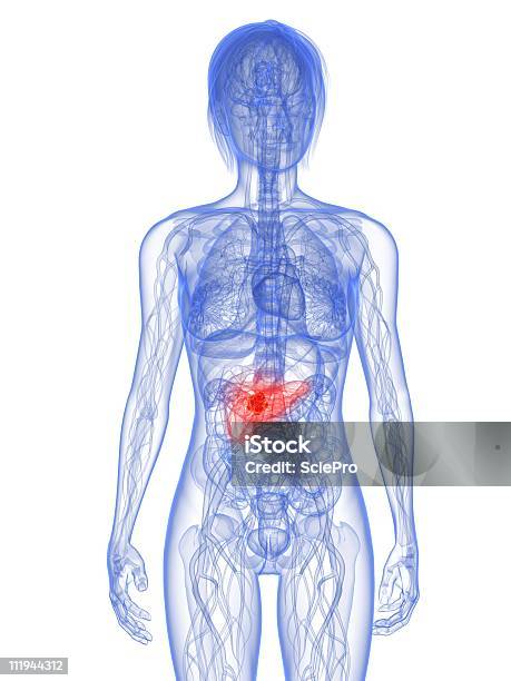 Cancro Do Pâncreas - Fotografias de stock e mais imagens de Cancro - Cancro, Anatomia, Azul