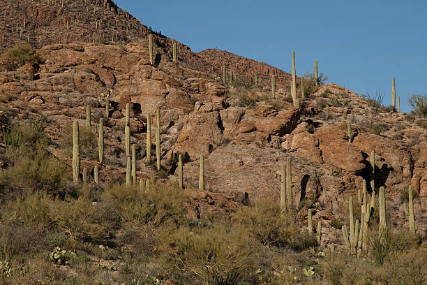 istock Sonoran Desert Landscape 111944483
