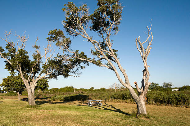 istock Landscape in the Everglades 111944570