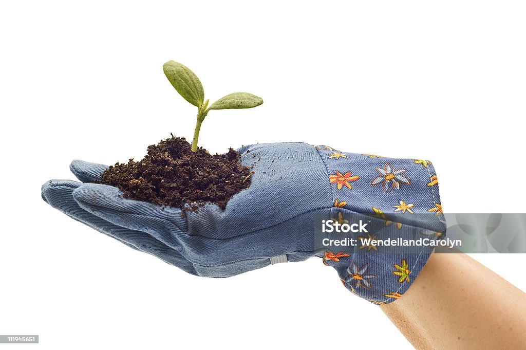 Guante sosteniendo jardinería bebé planta - Foto de stock de Agarrar libre de derechos