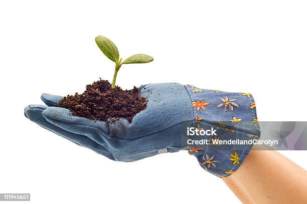 Guante Sosteniendo Jardinería Bebé Planta Foto de stock y más banco de imágenes de Agarrar - Agarrar, Azul, Brote