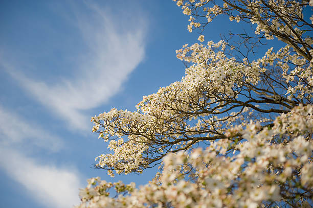 istock Dogwood Blossoms Against Blue Sky Background 111945685