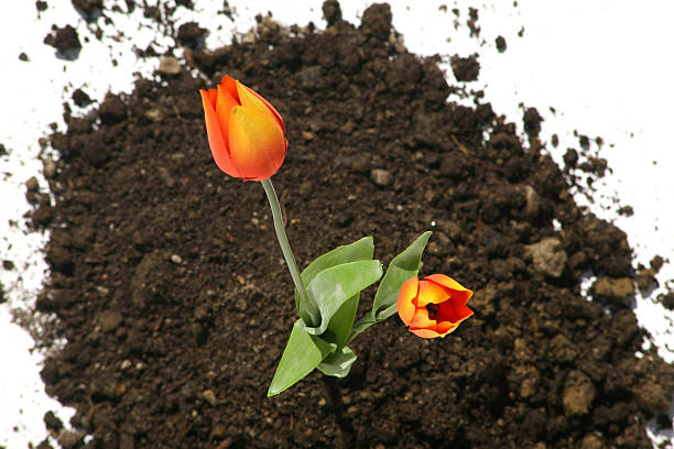 тюльпаны - blumenerde стоковые фото и изображения