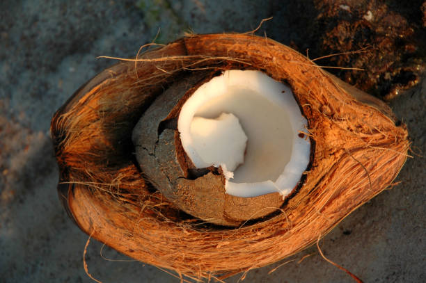 fresh coconut meat in its outer husk and shell,lying on the beach.