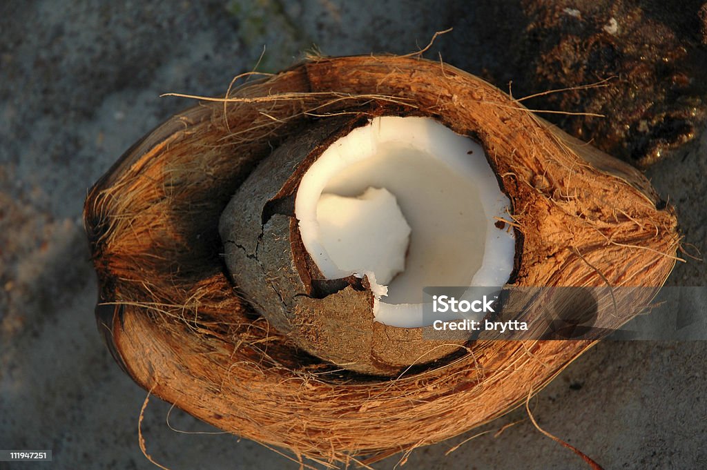 Close-up of a splitted coconut husk fresh coconut meat in its outer husk and shell,lying on the beach. Coconut Stock Photo