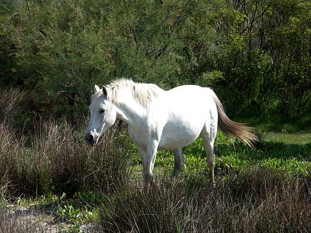 istock Camargue horse 111947354