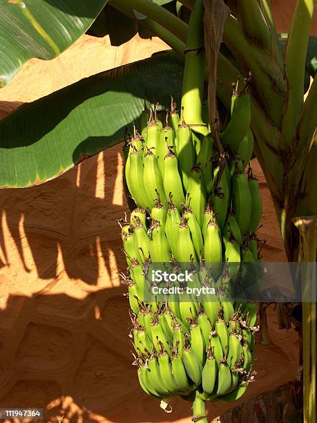Verde Los Plátanos Foto de stock y más banco de imágenes de Agricultura - Agricultura, Alimento, Bananero
