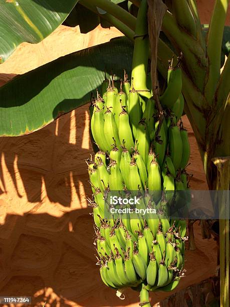 Green Bananów - zdjęcia stockowe i więcej obrazów Banan - Banan, Bez ludzi, Dojrzały