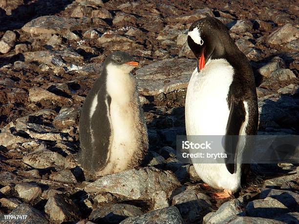Gentoo Penguins - zdjęcia stockowe i więcej obrazów Antarktyda - Antarktyda, Bez ludzi, Biegun południowy