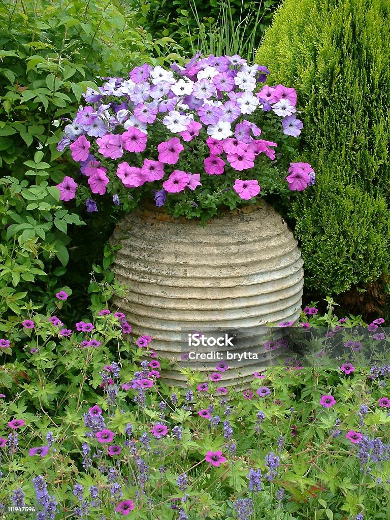 Фиолетовые цветы в саду - Стоковые фото Декоративная ваза роялти-фри