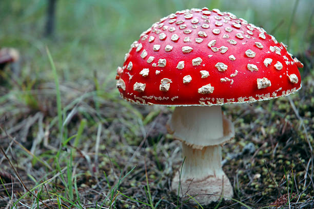 close-up di un volo chiomato nel bosco in autunno - fungo ombrelliforme foto e immagini stock