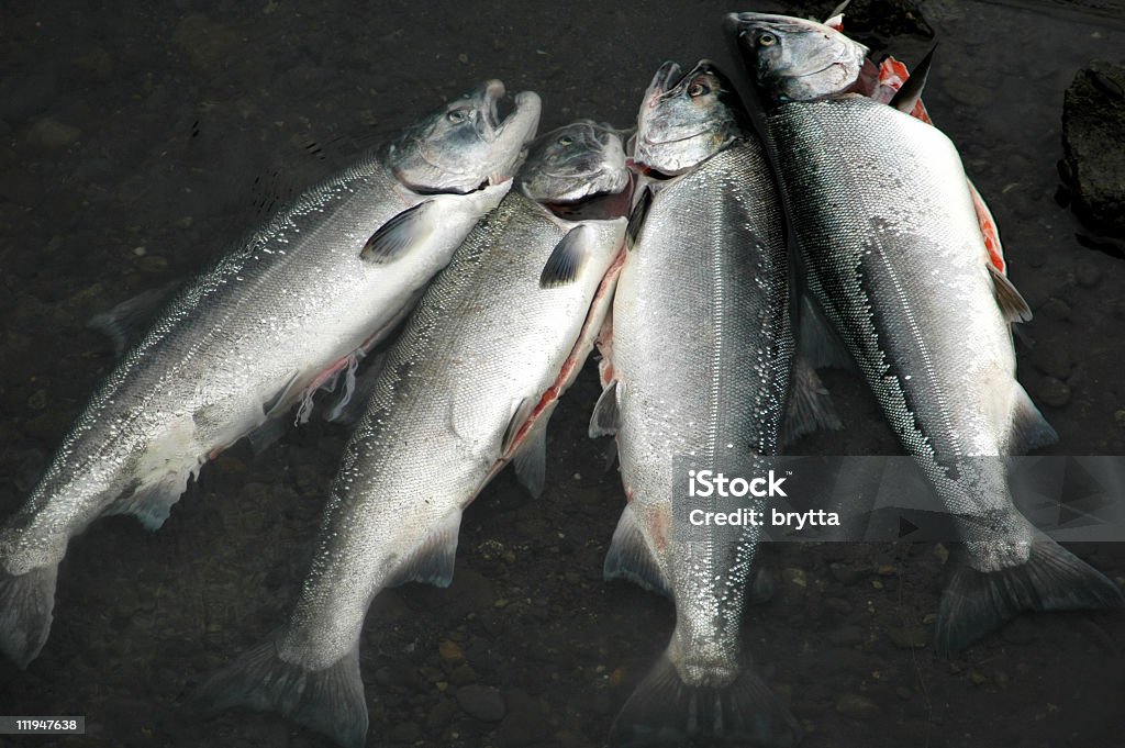 Saumon royal d'Alaska repensées Mettez-vous à l'eau, à Anchorage. - Photo de Alaska - État américain libre de droits