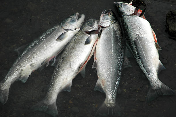 istock Gutted Alaskan  King Salmon laying in the water,Anchorage. 111947638