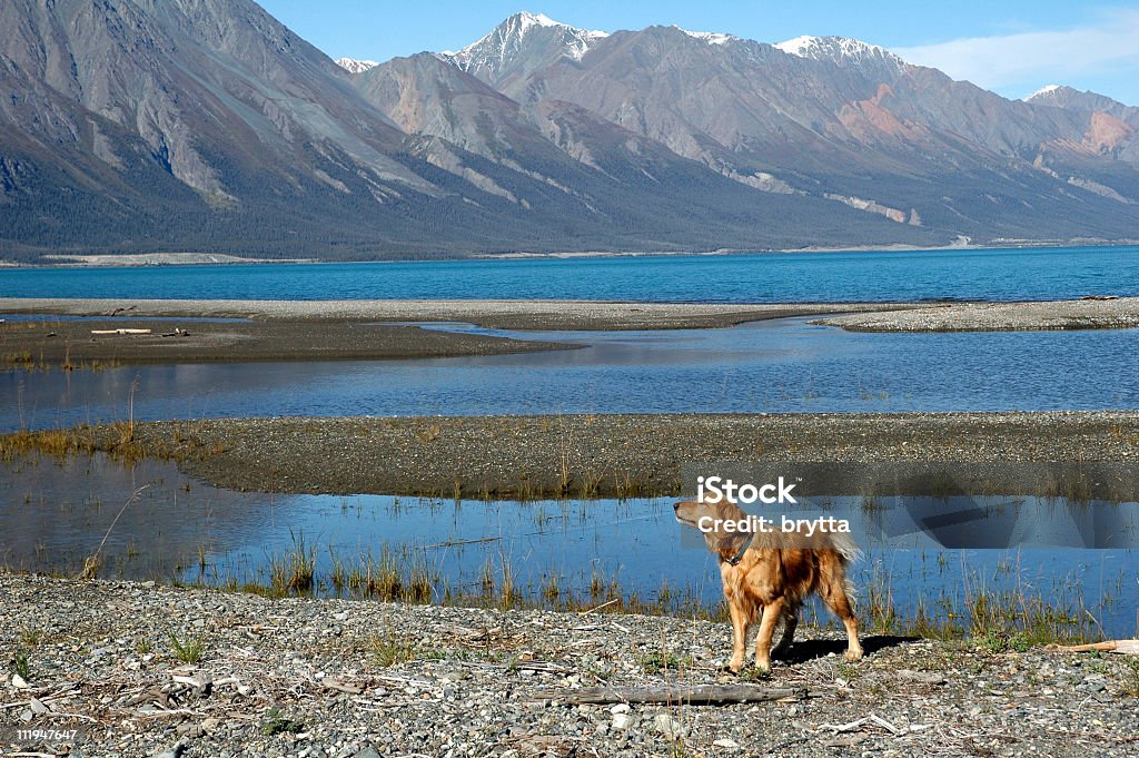 Golden retriever pé perto de Lago Kluane, Território do Yukon, Canadá - Royalty-free América do Norte Foto de stock