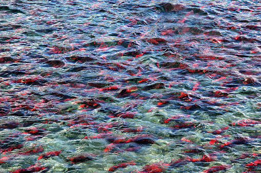 River full of red sockeye salmon,Katmai National Park,Alaska?usa;