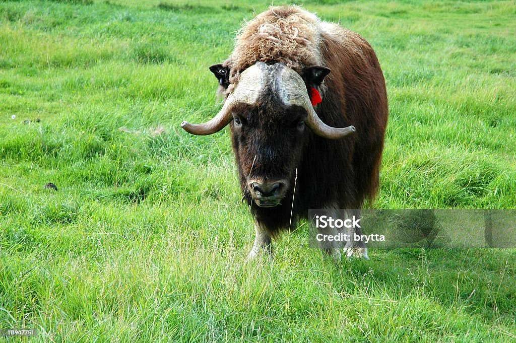 Moschusochse (Ovibos Moschatus - Lizenzfrei Agrarbetrieb Stock-Foto